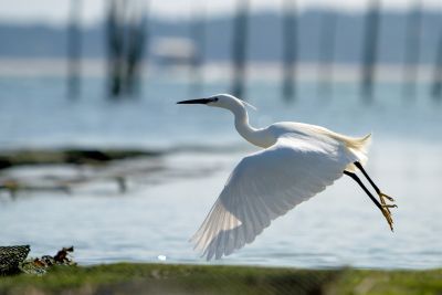 Aigrette