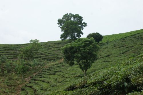 Collines de théiers