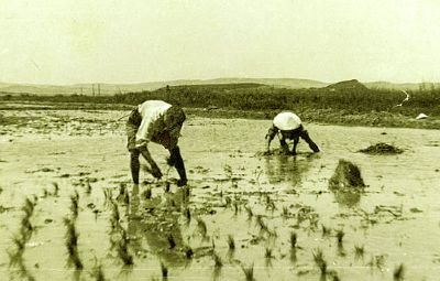 Culture du riz en Camargue par des riziculteurs indochinois