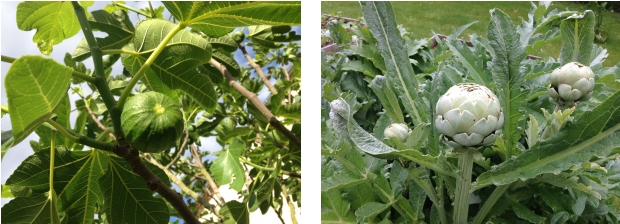 Voici des figues et des artichauts (atiso en vietnamien !) dans le jardin