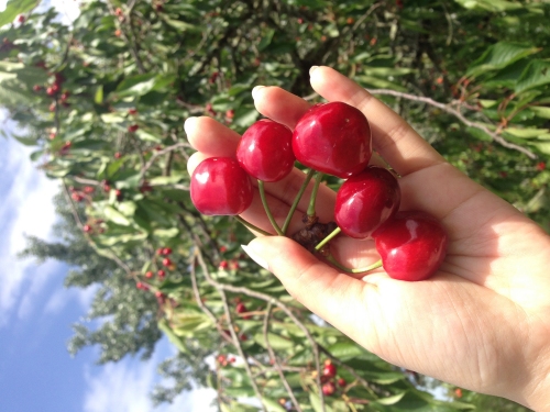 Les cerises du jardin de Gérard