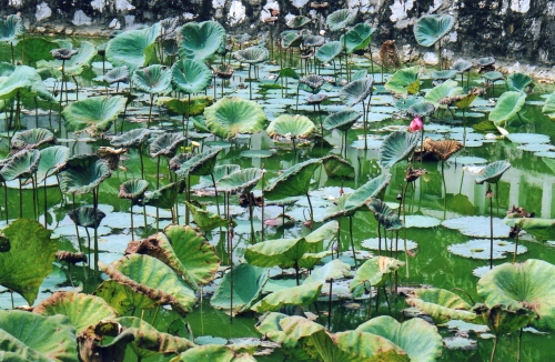 Nam Dinh - Bassin de lotus