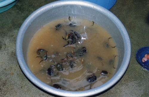 Nam Dinh - Les crabes avant la soupe