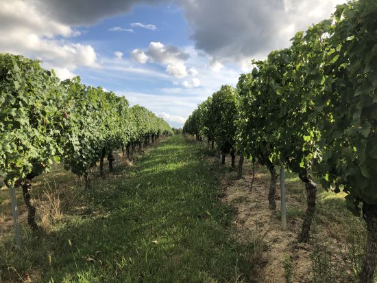 Dans les vignes du Bordelais