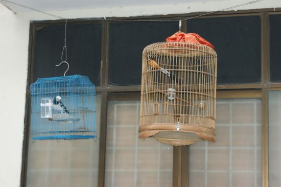 Les cages à oiseaux