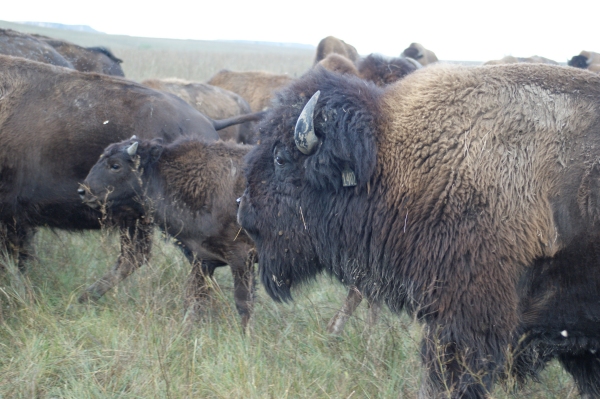 Les bisons du ranch Wild Idea Company à quelques km de Rapid City (Dakota du Sud)