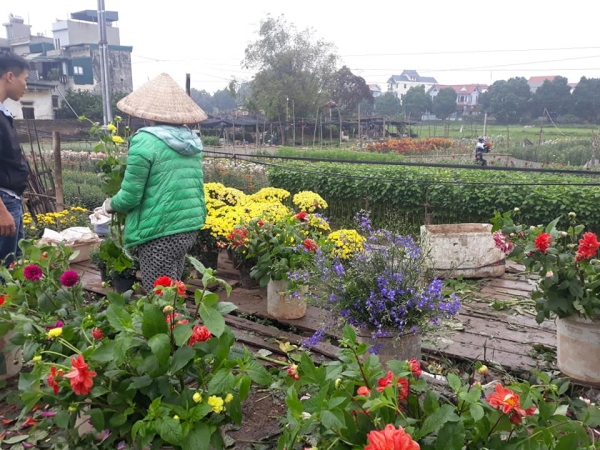 Marché aux fleurs typique de la période du Têt,  sous un ciel bien gris, comme souvent en janvier à Hanoï