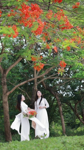 Les flamboyants sont en fleurs : c’est la saison des examens !  Romantisme à la vietnamienne