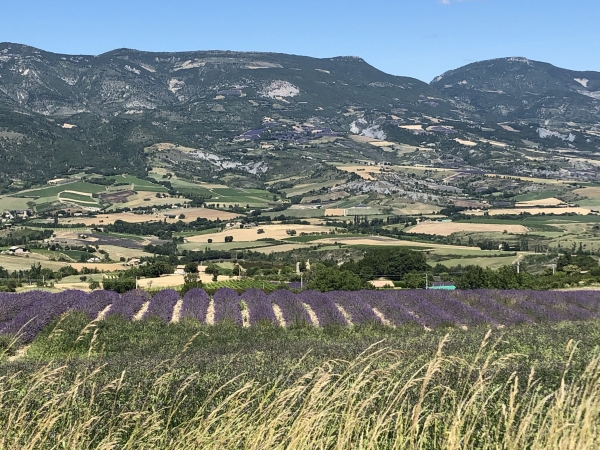 En Provence, à l’époque de la lavande en fleur