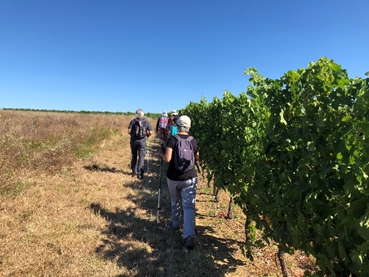 Randonnée à travers villages et vignobles du Bordelais