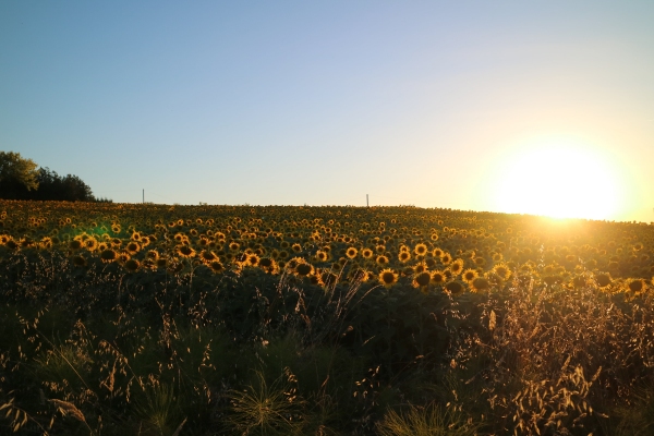 Spectacle à 21h : coucher de soleil sur un champ de tournesol en fleurs