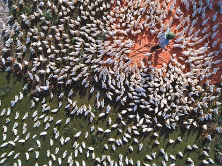 Elevage de canards à Vân Ðình, en banlieue de H