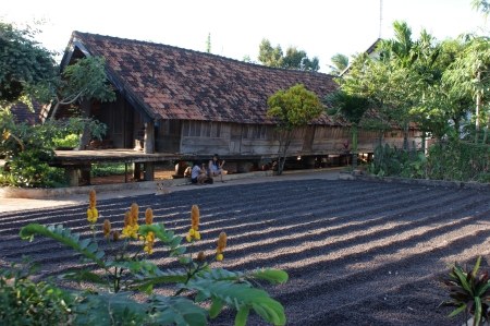 Séchage du café à Buôn Ma Thuôt en 2012