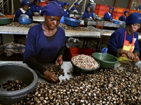 Décorticage des noix de cajou au Bénin