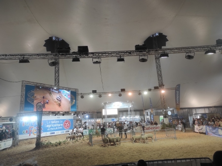 Concours des brebis au Salon de l’Agriculture