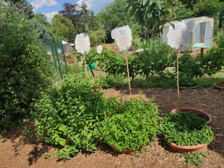 Différentes variétés de menthe au Jardin botanique