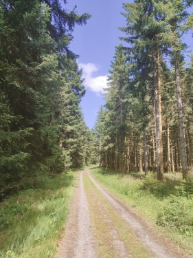 La forêt vosgienne et ses gigantesques sapins