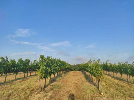 Vignes bordelaises