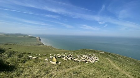 Les moutons du Cap Blanc-Nez