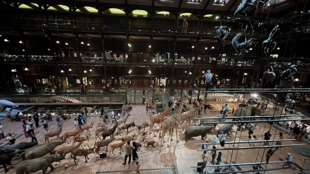 Au Musée national d’Histoire naturelle - La Grande Galerie de l’Évolution