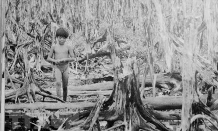Plus de 20 % des forêts du sud du Vietnam ont été « défoliées » au moins une fois et dix millions d'hectares de terres agricoles ont été détruits, à cause de l'agent orange/dioxine. Photo : VNA