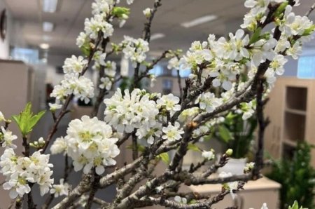 Les branches de fleurs de prunier 